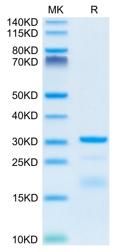 Mouse HPN on Tris-Bis PAGE under reduced condition. The purity is greater than 95%.Recombinant Mouse HPN Protein