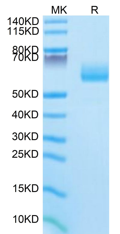 Mouse SG3 on Tris-Bis PAGE under reduced condition. The purity is greater than 95%.Recombinant Mouse SG3/Secretogranin 3 Protein
