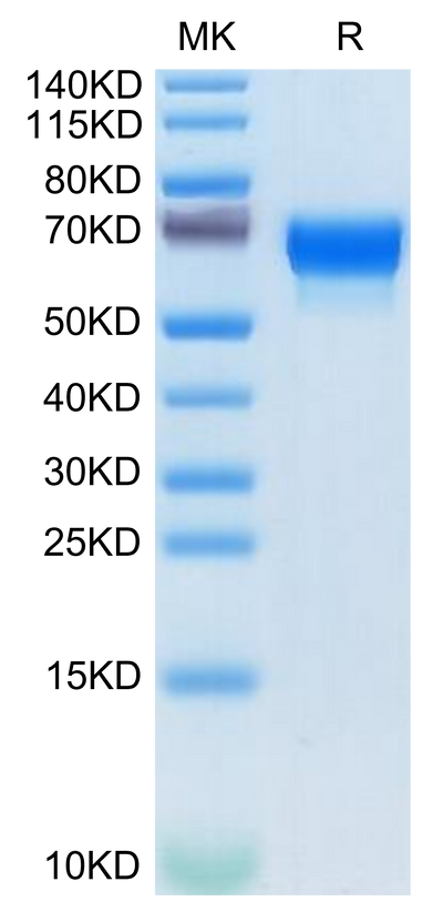 Mouse SERPINF2 on Tris-Bis PAGE under reduced condition. The purity is greater than 95%.Recombinant Mouse SERPINF2/A2AP Protein