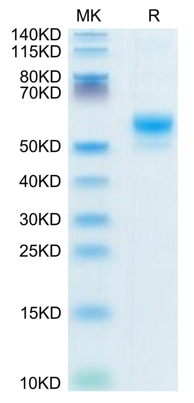 Human CD300LF on Tris-Bis PAGE under reduced condition. The purity is greater than 95%.Recombinant Human CD300LF Protein