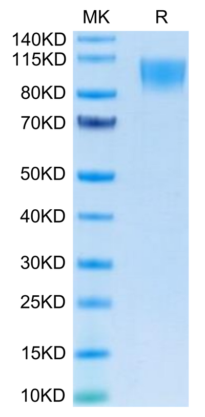 Human CD30 on Tris-Bis PAGE under reduced condition. The purity is greater than 95%.Recombinant Human CD30/TNFRSF8 Protein, Active