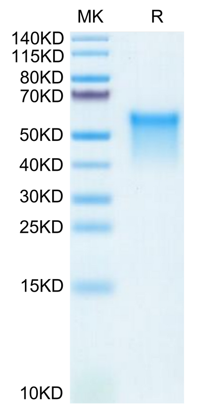 Mouse GPVI on Tris-Bis PAGE under reduced condition. The purity is greater than 95%.Recombinant Mouse GPVI Protein