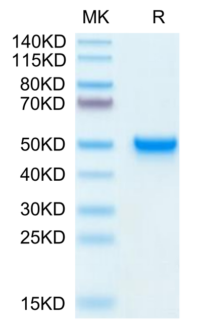 Mouse CD5L on Tris-Bis PAGE under reduced condition. The purity is greater than 95%.Recombinant Mouse CD5L Protein