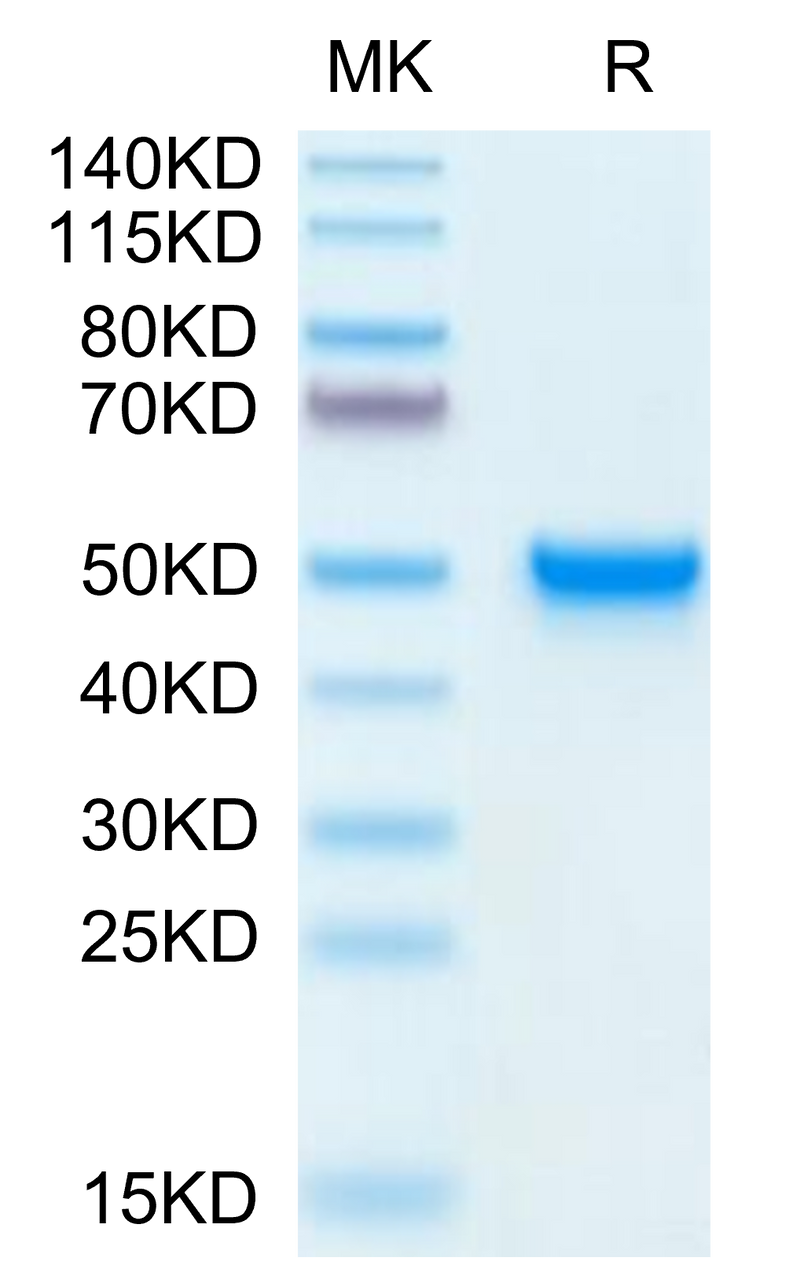 Mouse CD5L on Tris-Bis PAGE under reduced condition. The purity is greater than 95%.Recombinant Mouse CD5L Protein