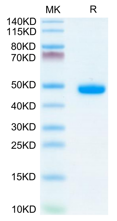 Mouse AGER on Tris-Bis PAGE under reduced condition. The purity is greater than 95%.Recombinant Mouse AGER Protein