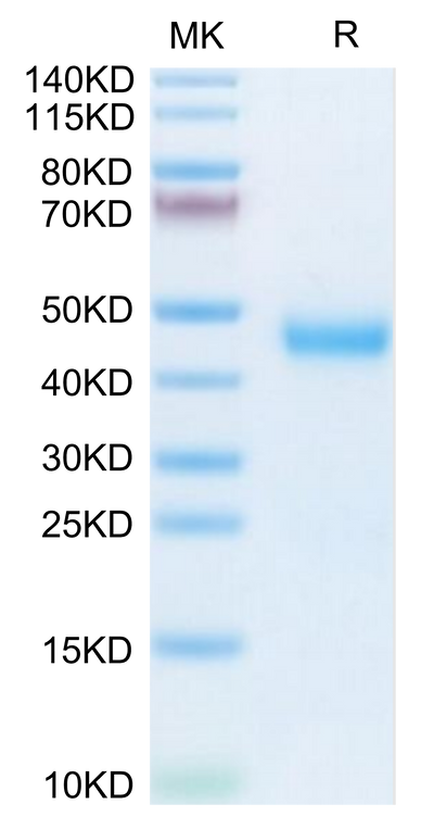 Mouse Kallikrein 5 on Tris-Bis PAGE under reduced condition. The purity is greater than 95%.Recombinant Mouse Kallikrein 5/KLK5 Protein