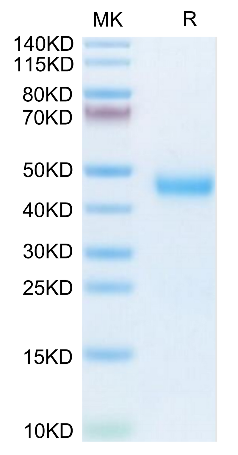 Mouse Kallikrein 5 on Tris-Bis PAGE under reduced condition. The purity is greater than 95%.Recombinant Mouse Kallikrein 5/KLK5 Protein