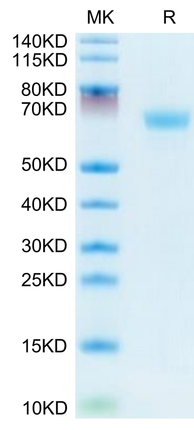 Mouse LAMP5 on Tris-Bis PAGE under reduced condition. The purity is greater than 95%.Recombinant Mouse LAMP5 Protein