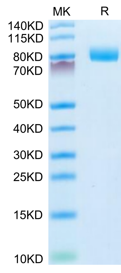 Mouse CD10 on Tris-Bis PAGE under reduced condition. The purity is greater than 95%.Recombinant Mouse CD10/MME Protein