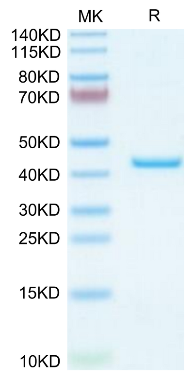 Mouse YKL-40 on Tris-Bis PAGE under reduced condition. The purity is greater than 95%.Recombinant Mouse YKL-40/CHI3L1 Protein
