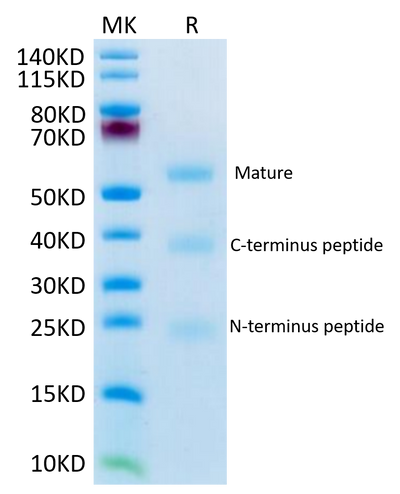 Mouse RGM-C on Tris-Bis PAGE under reduced condition. The purity is greater than 95%.Recombinant Mouse RGM-C Protein