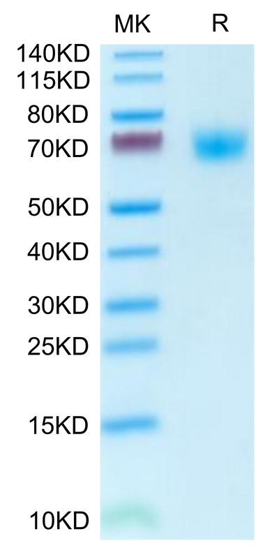 Mouse PLD4 on Tris-Bis PAGE under reduced condition. The purity is greater than 95%.Recombinant Mouse PLD4 Protein