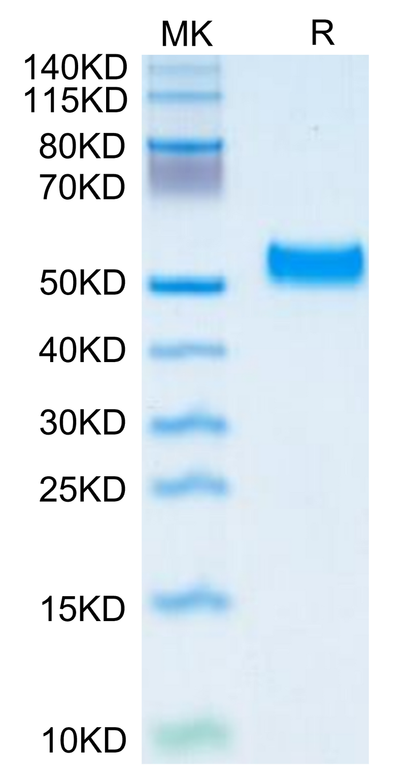 Human Serpin F1/PEDF on Tris-Bis PAGE under reduced condition. The purity is greater than 95%.Recombinant Human Serpin F1/PEDF Protein