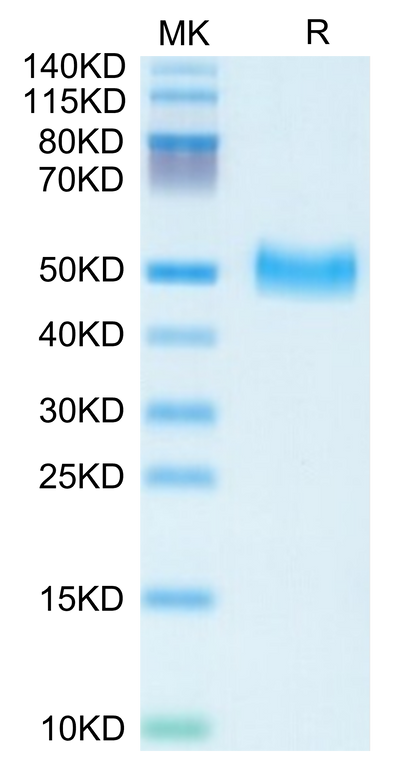 Mouse Serpin F1/PEDF on Tris-Bis PAGE under reduced condition. The purity is greater than 95%.Recombinant Mouse Serpin F1/PEDF Protein