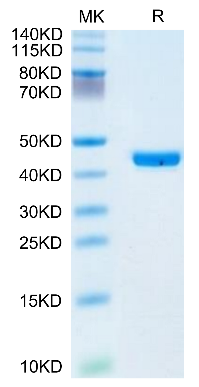 Human YKL-40 on Tris-Bis PAGE under reduced condition. The purity is greater than 95%.Recombinant Human YKL-40/CHI3L1 Protein, Active