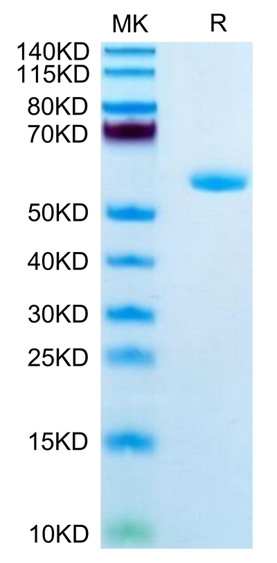 Human APOA1 on Tris-Bis PAGE under reduced condition. The purity is greater than 95%.Recombinant Human APOA1 Protein