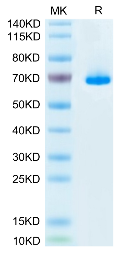 Mouse SEMA3A on Tris-Bis PAGE under reduced condition. The purity is greater than 95%.Recombinant Mouse SEMA3A Protein