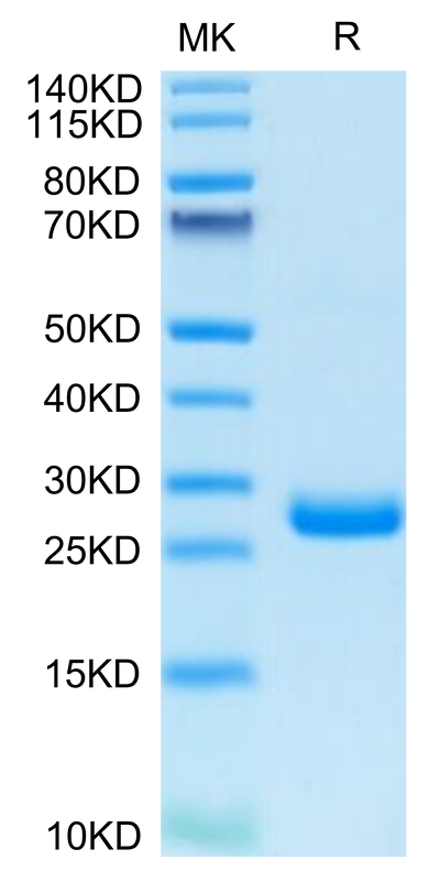 Human BTN3A3/BTF3 on Tris-Bis PAGE under reduced condition. The purity is greater than 95%.Recombinant Human BTN3A3/BTF3 Protein