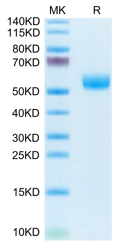 Human APOH on Tris-Bis PAGE under reduced condition. The purity is greater than 95%.Recombinant Human APOH Protein, Active