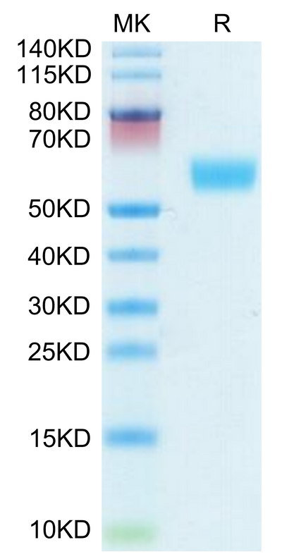 Mouse APOH on Tris-Bis PAGE under reduced condition. The purity is greater than 95%.Recombinant Mouse APOH Protein