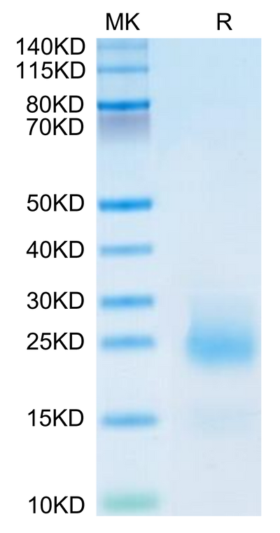 Mouse CCL24 on Tris-Bis PAGE under reduced condition. The purity is greater than 95%.Recombinant Mouse CCL24 Protein