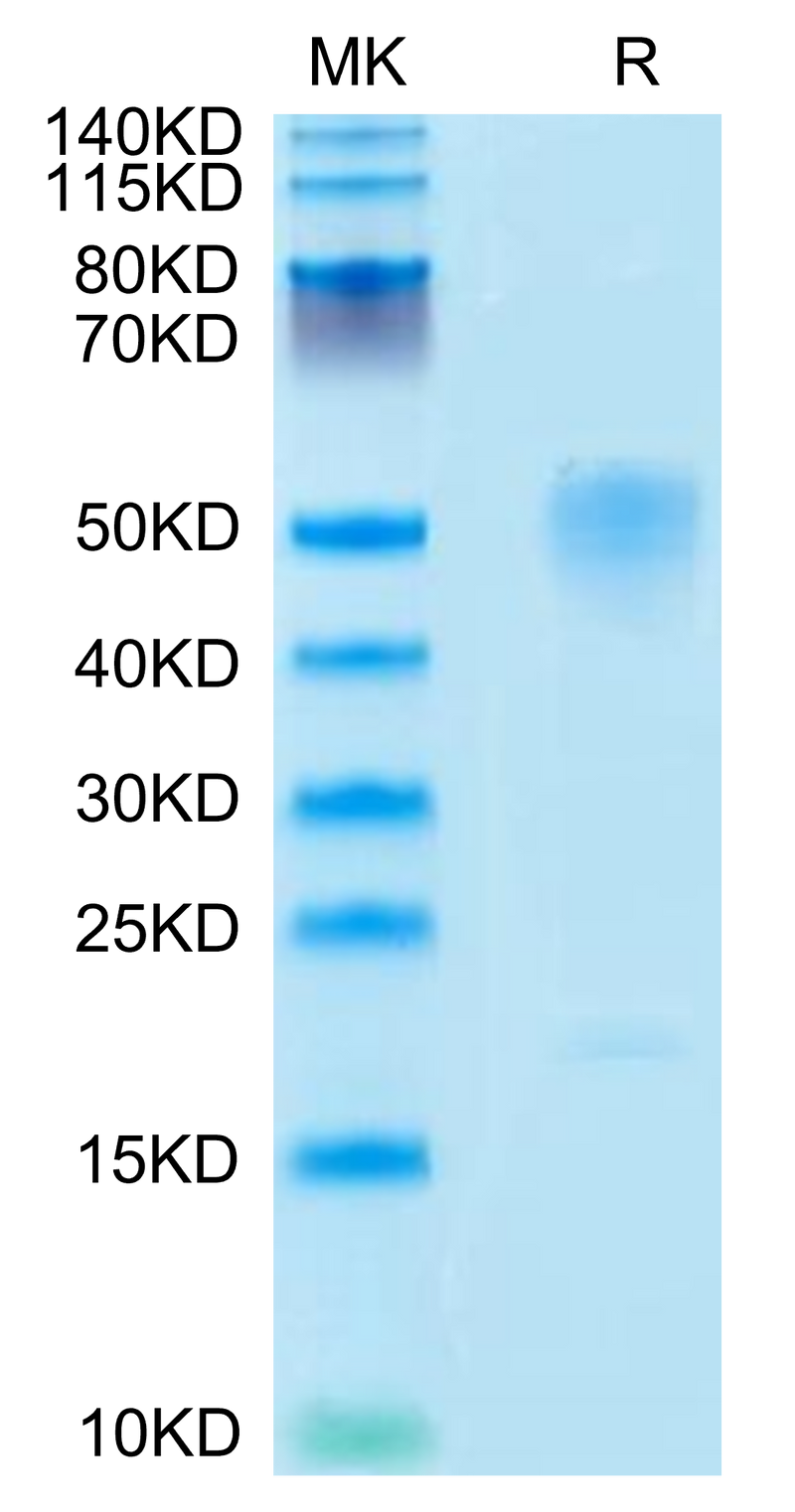 Mouse GPA on Tris-Bis PAGE under reduced condition. The purity is greater than 95%.Recombinant Mouse GPA Protein