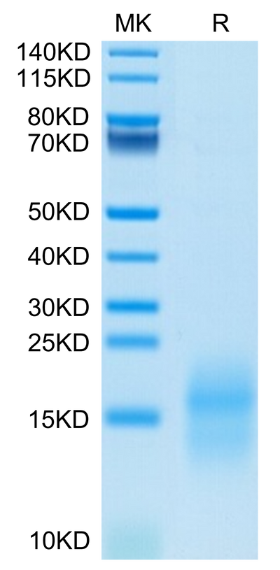 Mouse GIP on Tris-Bis PAGE under reduced condition. The purity is greater than 95%.Recombinant Mouse GIP Protein