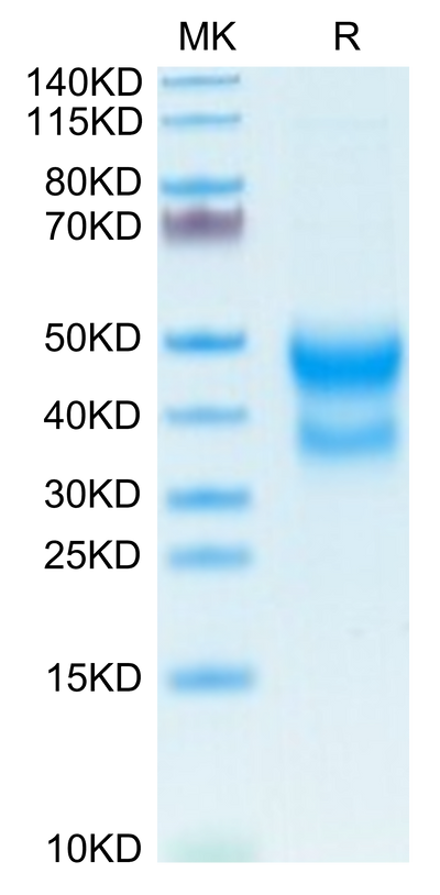 Mouse CD300A on Tris-Bis PAGE under reduced condition. The purity is greater than 95%.Recombinant Mouse CD300A Protein