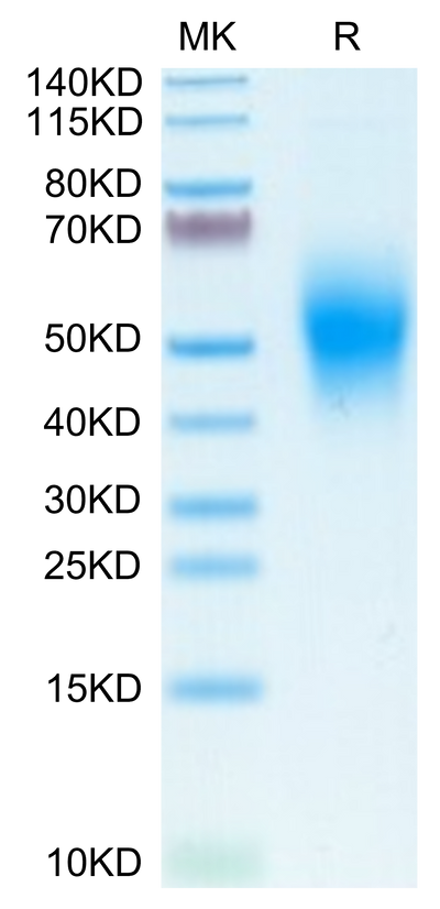 Human CD300A on Tris-Bis PAGE under reduced condition. The purity is greater than 95%.Recombinant Human CD300A Protein, Active