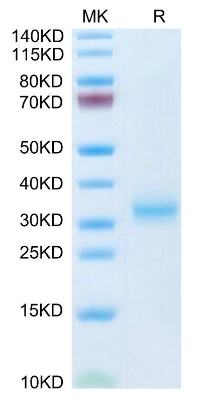 Mouse Adiponectin/Acrp30 on Tris-Bis PAGE under reduced condition. The purity is greater than 95%.Recombinant Mouse Adiponectin/Acrp30 Protein