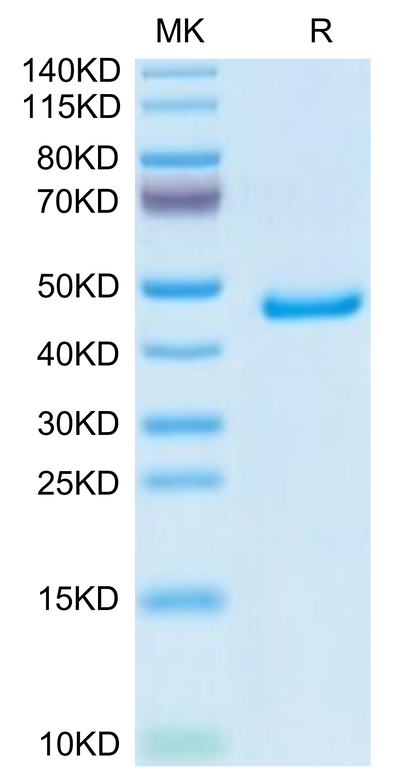 Mouse GP1BB on Tris-Bis PAGE under reduced condition. The purity is greater than 95%.Recombinant Mouse GP1BB Protein