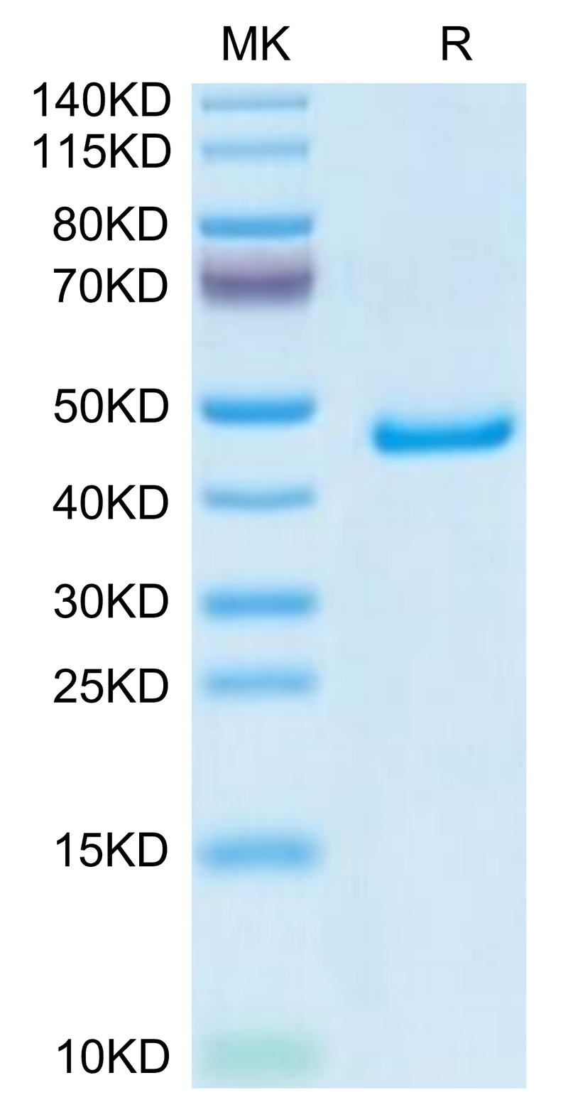 Mouse GP1BB on Tris-Bis PAGE under reduced condition. The purity is greater than 95%.Recombinant Mouse GP1BB Protein