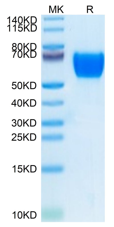 Human SELL/CD62L on Tris-Bis PAGE under reduced condition. The purity is greater than 95%.Recombinant Human SELL/CD62L Protein