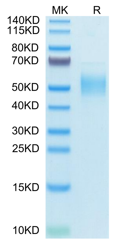 Human PLA2G7 on Tris-Bis PAGE under reduced condition. The purity is greater than 95%.Recombinant Human PLA2G7 Protein