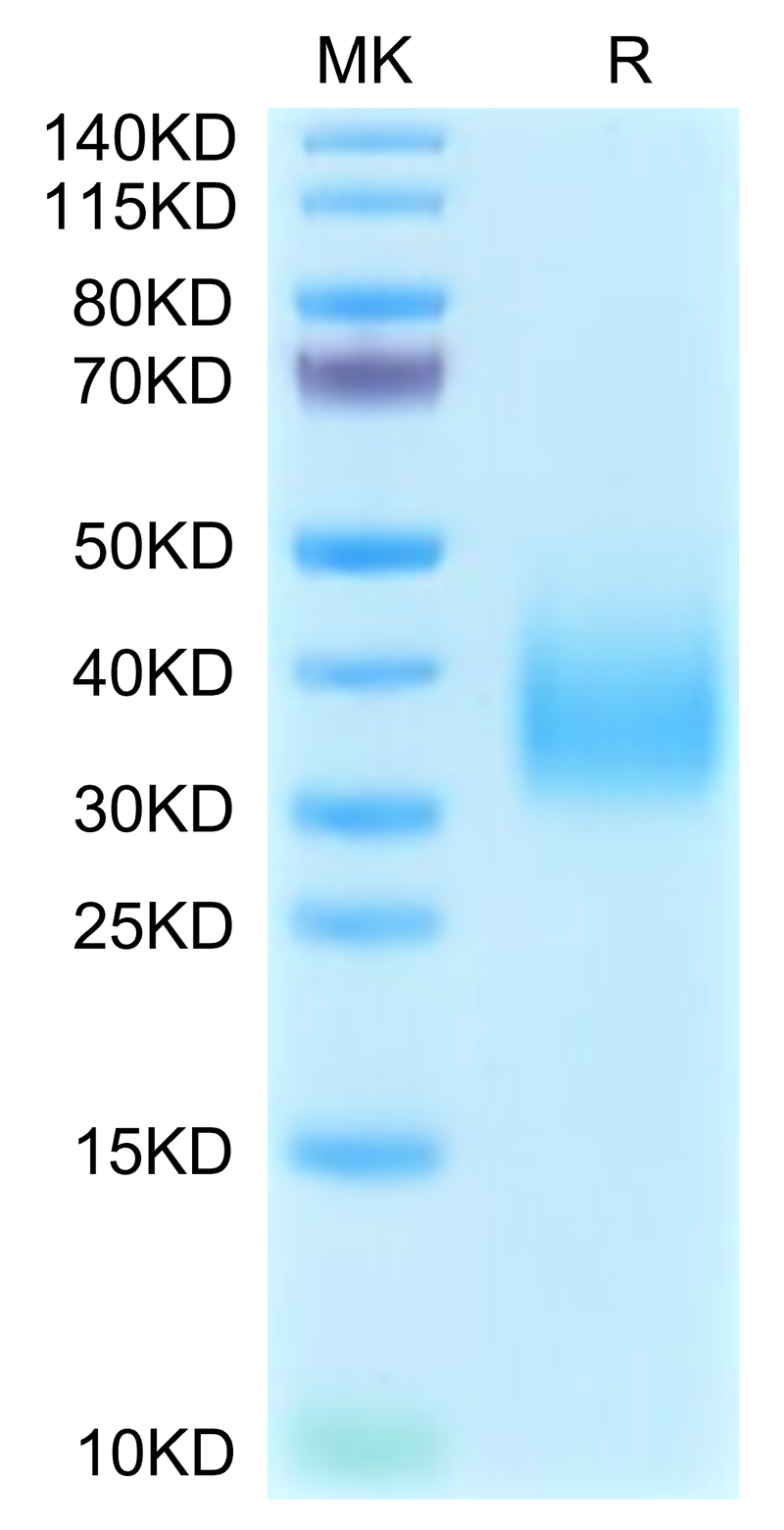 Cynomolgus TREM2 on Tris-Bis PAGE under reduced condition. The purity is greater than 95%.Recombinant Cynomolgus TREM2 Protein, Active