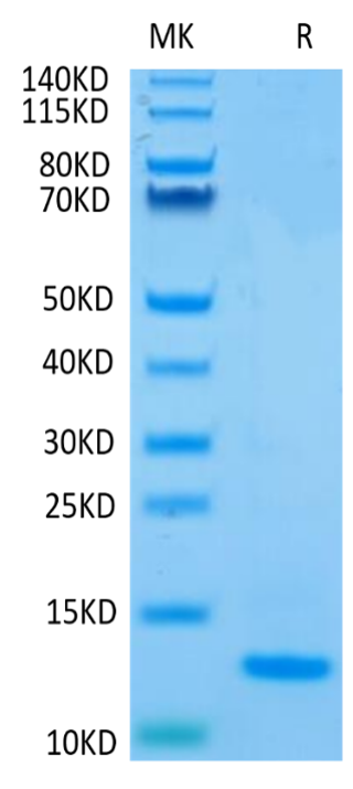 Human Mature TGF beta 2 on Tris-Bis PAGE under reduced condition. The purity is greater than 95%.Recombinant Human Mature TGF beta 2 Protein, Active