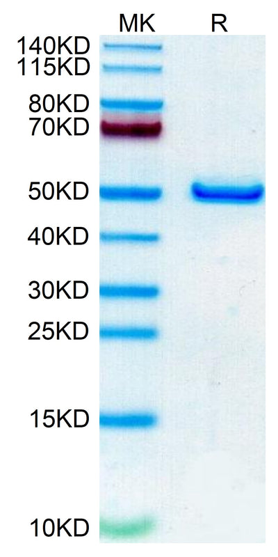 Human NTS1 on Tris-Bis PAGE under reduced condition. The purity is greater than 95%.Recombinant Human NTS1 Protein, Active