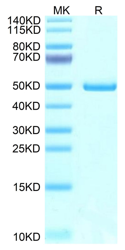 Mouse NTS1 on Tris-Bis PAGE under reduced condition. The purity is greater than 95%.Recombinant Mouse NTS1 Protein
