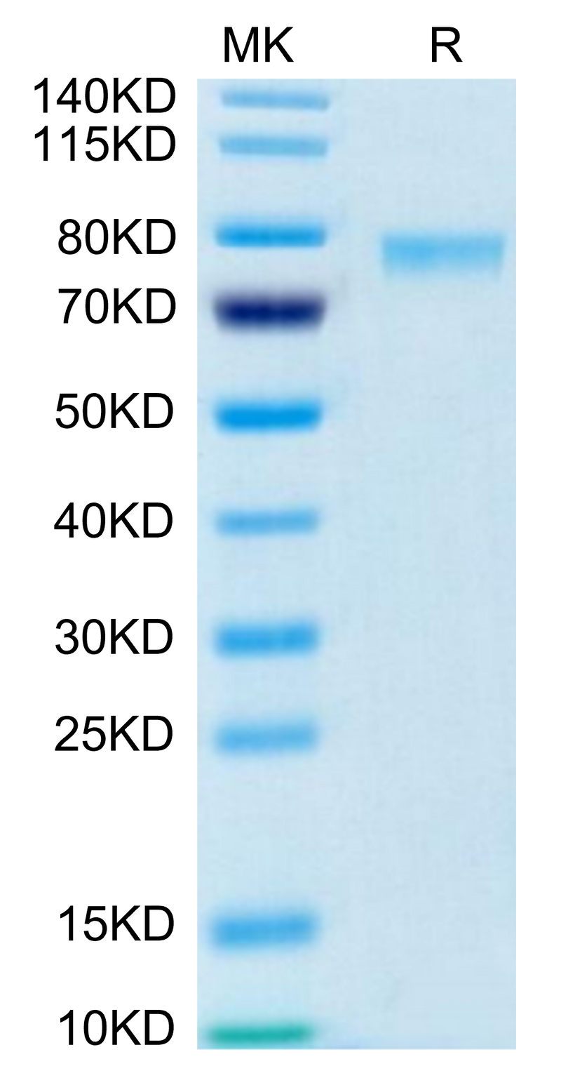 Biotinylated Human 4-1BB Ligand (Trimer) on Tris-Bis PAGE under reduced condition. The purity is greater than 95%.Biotinylated Human 4-1BB Ligand/TNFSF9 Trimer Protein (Primary Amine Labeling), Active