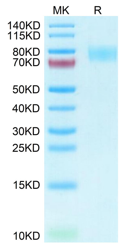Human Siglec-4a on Tris-Bis PAGE under reduced condition. The purity is greater than 95%.Recombinant Human Siglec-4a/MAG Protein, Active