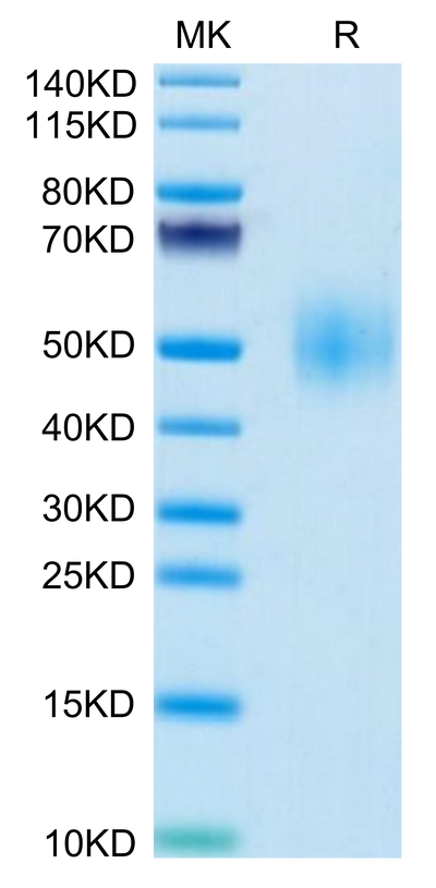 Mouse SLAMF1 on Tris-Bis PAGE under reduced condition. The purity is greater than 95%.Recombinant Mouse SLAMF1/SLAM/CD150 Protein