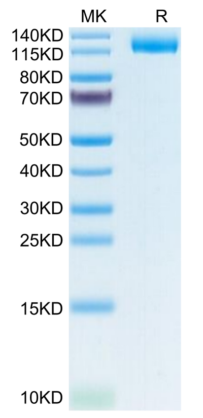 Human LIF R/CD118 on Tris-Bis PAGE under reduced condition. The purity is greater than 95%.Recombinant Human LIF R/CD118 Protein, Active