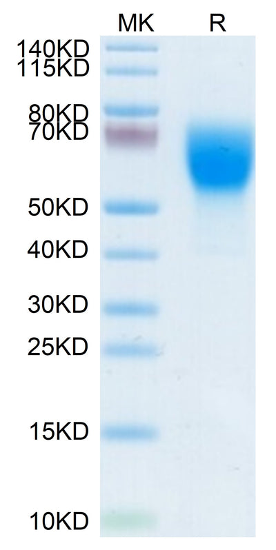 Mouse SELL on Tris-Bis PAGE under reduced condition. The purity is greater than 95%.Recombinant Mouse SELL/CD62L Protein