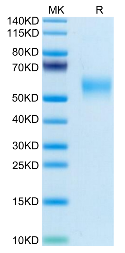 Mouse LOX1 on Tris-Bis PAGE under reduced condition. The purity is greater than 95%.Recombinant Mouse LOX1 Protein