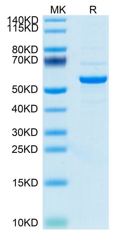 Mouse Pentraxin 2 on Tris-Bis PAGE under reduced condition. The purity is greater than 95%.Recombinant Mouse Pentraxin 2/SAP Protein