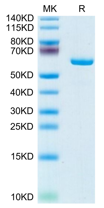 Mouse APOE on Tris-Bis PAGE under reduced condition. The purity is greater than 95%.Recombinant Mouse APOE/Apolipoprotein E Protein