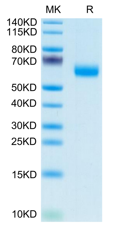 Mouse APCDD1 on Tris-Bis PAGE under reduced condition. The purity is greater than 95%.Recombinant Mouse APCDD1 Protein