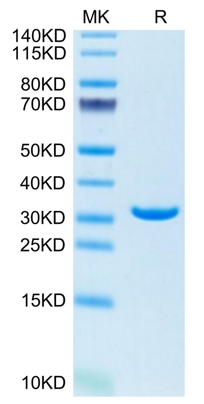 Human Annexin V/ANXA5 on Tris-Bis PAGE under reduced condition. The purity is greater than 95%.Recombinant Human Annexin V/ANXA5 Protein