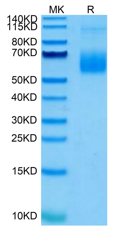 Human Siglec-6 on Tris-Bis PAGE under reduced condition. The purity is greater than 95%.Recombinant Human Siglec-6/CD327 Protein