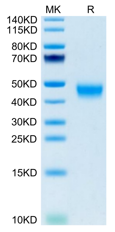 Mouse GPA34/VSIG1 on Tris-Bis PAGE under reduced condition. The purity is greater than 95%.Recombinant Mouse GPA34/VSIG1 Protein